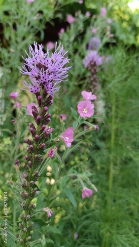  Liatris spicata