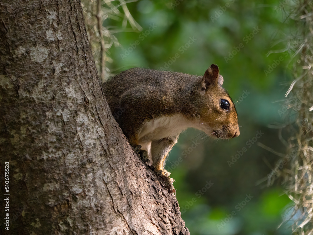squirrel hiding up in a tree squirrel hiding up in a tree