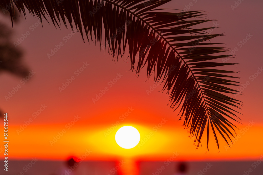 Amazing sunset over the Black Sea with palm leaves
