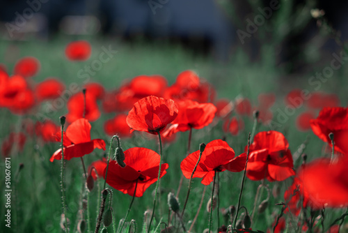 Field of poppy flowers papaver rhoeas in spring.