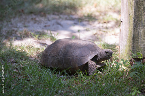 Tortoise or turtle eating grass on the coastal region of Florida in a state park in St. Augustine