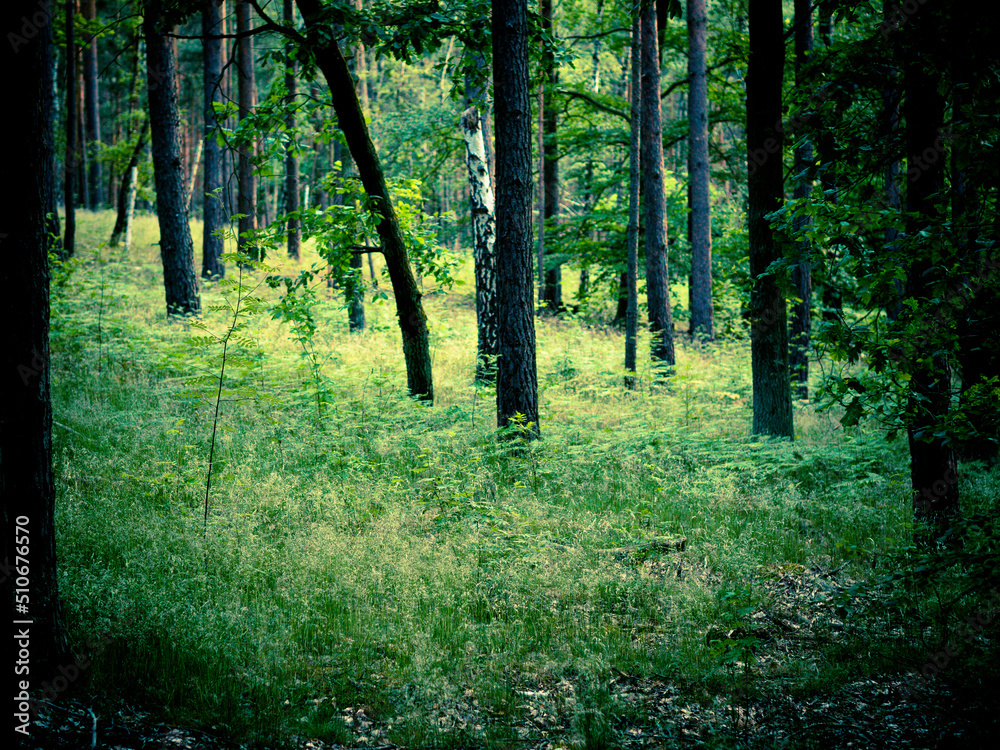 Obraz premium im Wald