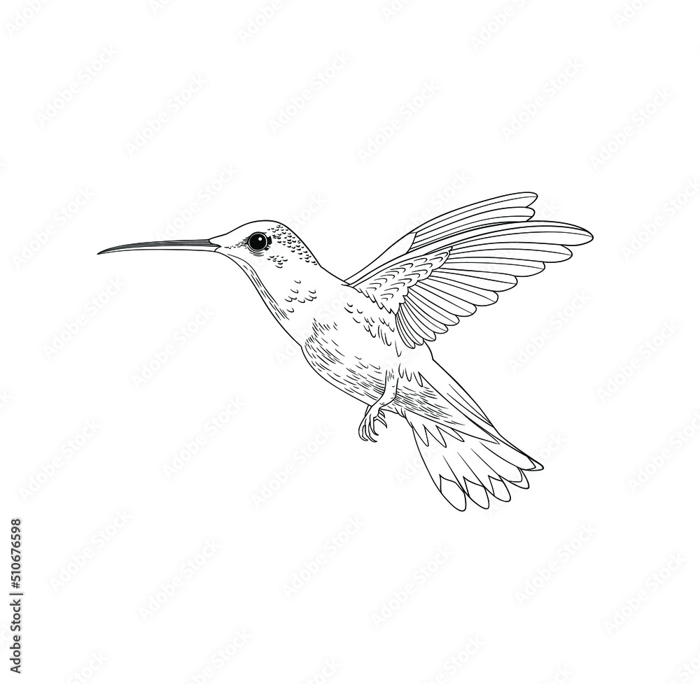 Fototapeta premium Hummingbird colibri bird. Vector illustration. Coloring page, black and white