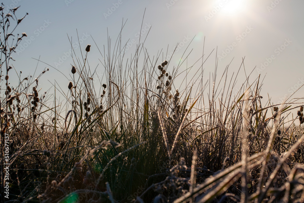 grass covered with white cold frost in the winter season grass covered with white cold frost in the winter season