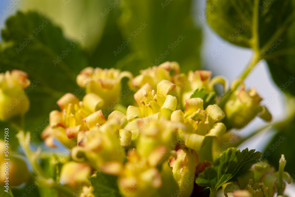 currant bushes blooming in the spring season currant bushes blooming in the spring season