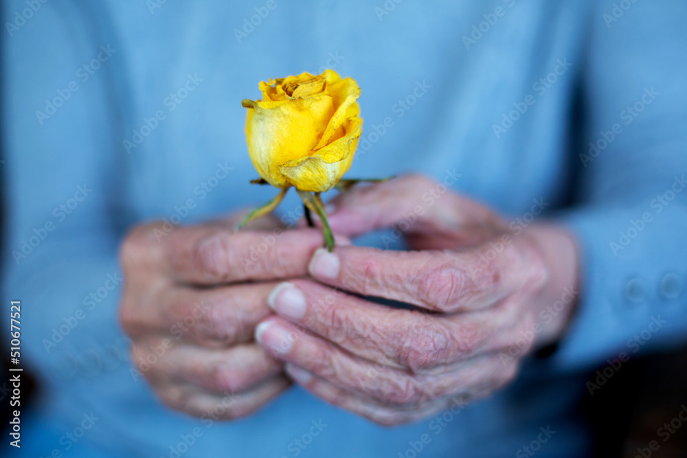 old womans hand holding a dried yellow rose