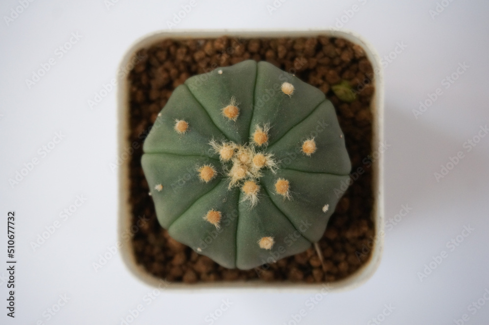 Astrophytum Asterius Nudum Cactus in a rectangular white pot. photographed on a white background. Astrophytum Asterius Nudum Cactus in a rectangular white pot. photographed on a white background.
