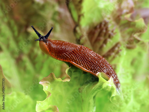 spanish slug, Arion vulgaris, in the garden on a lettuce leaf, Snail plague in the vegetable patch, the enemy of every hobby gardener photo