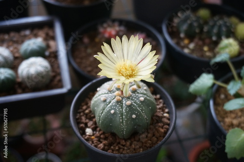 cactus in a pot