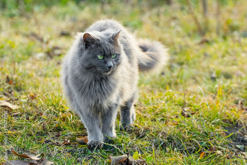 Cute gray cat walking in the garden on the grass