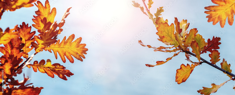 Autumn background with colorful oak leaves on a background of sky in sunny weather Autumn background with colorful oak leaves on a background of sky in sunny weather