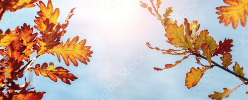 Autumn background with colorful oak leaves on a background of sky in sunny weather © Volodymyr