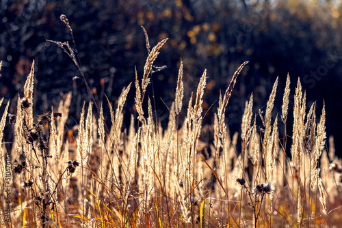 Autumn view with thickets of dry grass in the forest on a background of trees in sunny weather. Autumn background