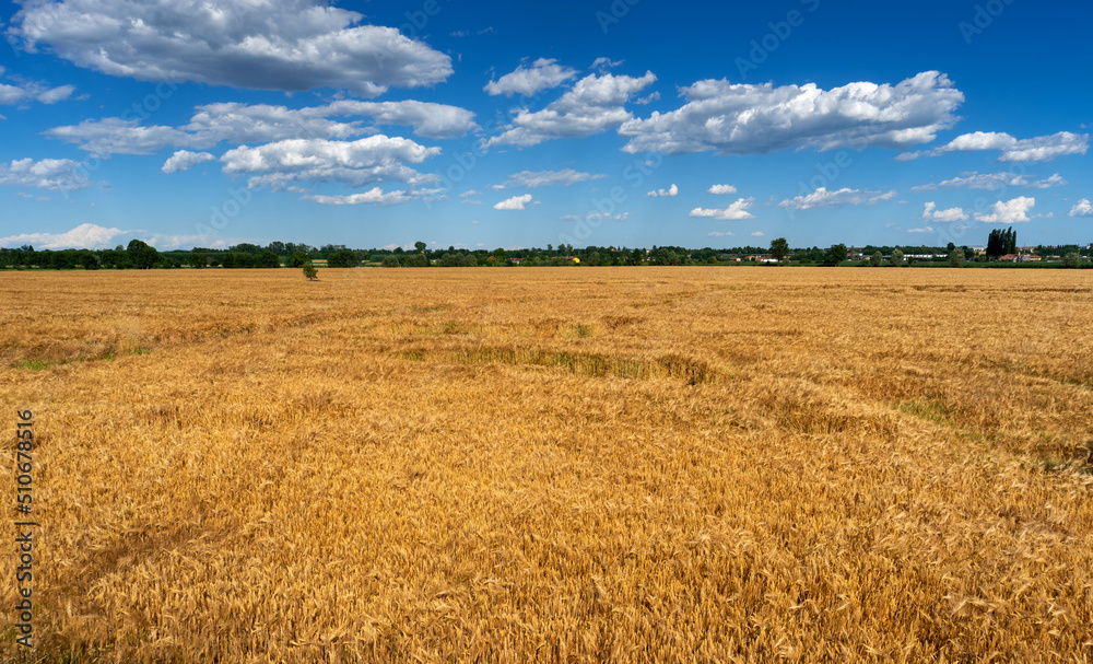 Ripe golden wheat field  with blue sky and white clouds. Upper Po Valley in the province of Cuneo, Italy