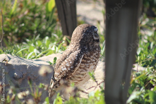 uil in sy natuurlike habitat
 photo