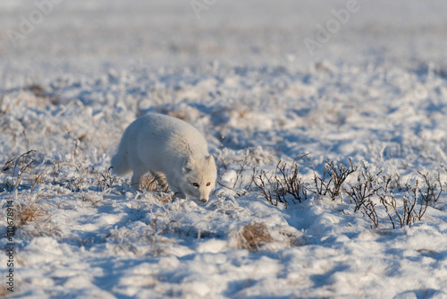  Wild arctic fox (Vulpes Lagopus) in tundra in winter time. White arctic fox.