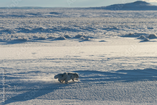 Two arctic foxes  Vulpes Lagopus  in wilde tundra. Arctic fox playing.