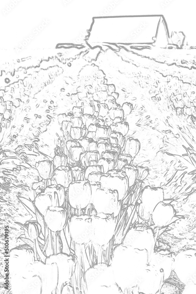 Fototapeta premium Black & White of Tulip Fields. 