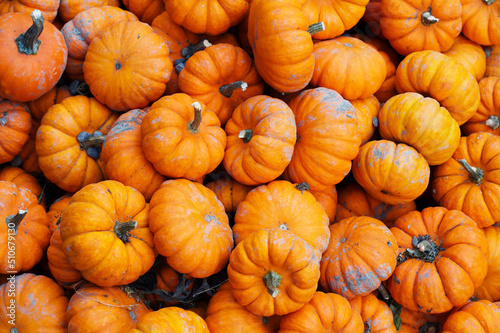 Pumpkins. © Jamie