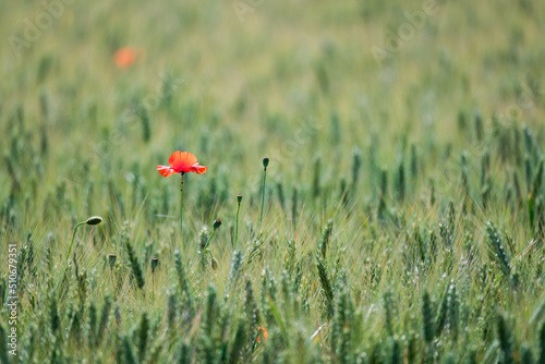 Poppies in the field © Jérôme Bouche