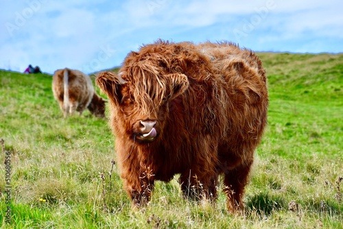 highland cow in edinburgh, scotland, uk