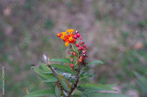 Asclepias curassavica. Yellow, red, and orange flowers. Close up. bokeh background. photo