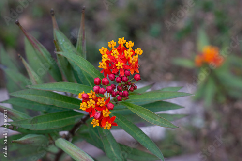 Asclepias curassavica. Yellow, red, and orange flowers. Close up. bokeh background. photo