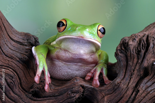 Canvas-taulu White lipped tree frog, green tree frogs