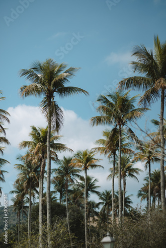 coconut tree © Talita
