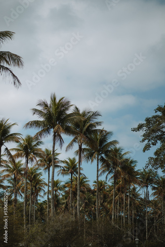 coconut tree