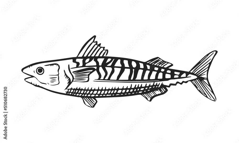 Vector sketch illustration of sea fish. Outline sihouette of mackerel. Black engraving. Hand drawn underwater animal isolated on white