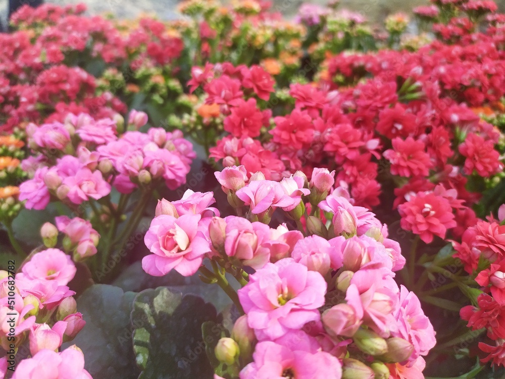 Obraz premium pink and white flowers