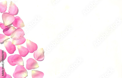 Top view of pink rose petals on white background. Valentine's day concept. Wedding card