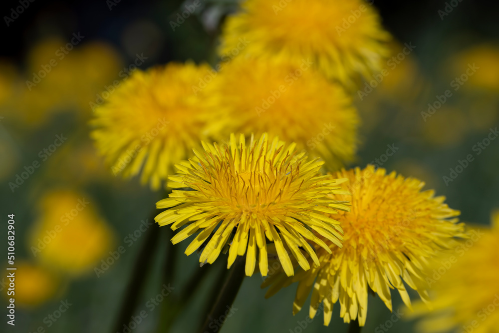 spring flowers dandelions on the field during blooming spring flowers dandelions on the field during blooming