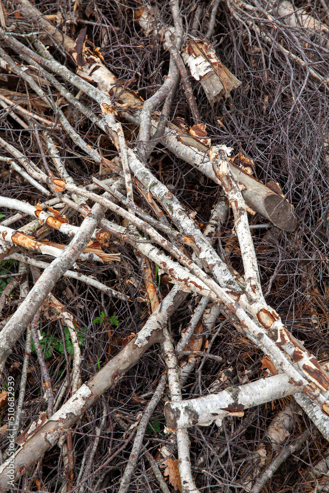 felled and dried branches and trunks of birch trees during logging felled and dried branches and trunks of birch trees during logging