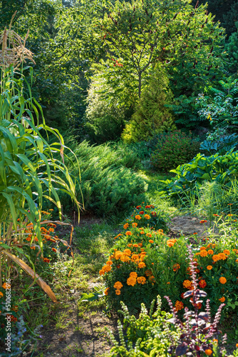 organic garden in late summer
