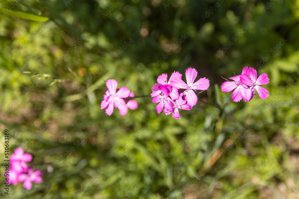 Slovakia summer nature green tree blue sky flower Slovakia summer nature green tree blue sky flower