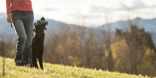 Canvas Print Labrador retriever dog sitting by her owner holding a dummy in her mouth