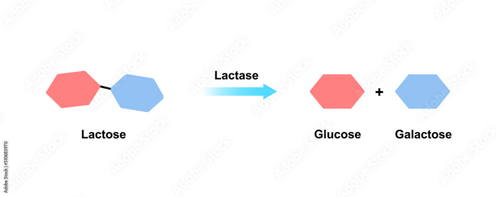 Lactase enzyme Effect On Lactose Sugar Molecule. Lactose Hydrolysis. Vector  Illustration. Stock Vector | Adobe Stock