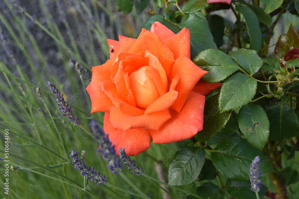 Orange Rosen