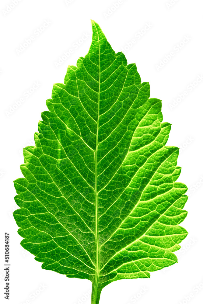 Large leaf close up isolated with clipping path Large leaf close up isolated with clipping path