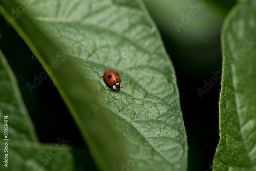 Asian lady beetle on the leaf.
