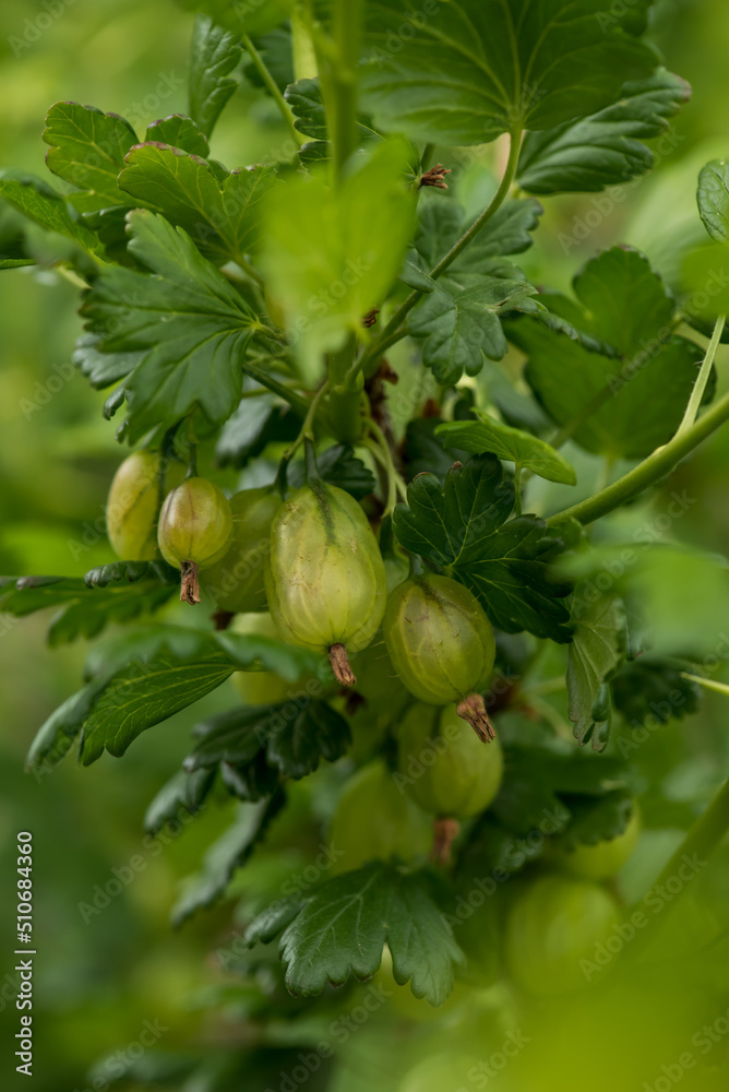 Green gooseberry, fruit rich in vitamin C.