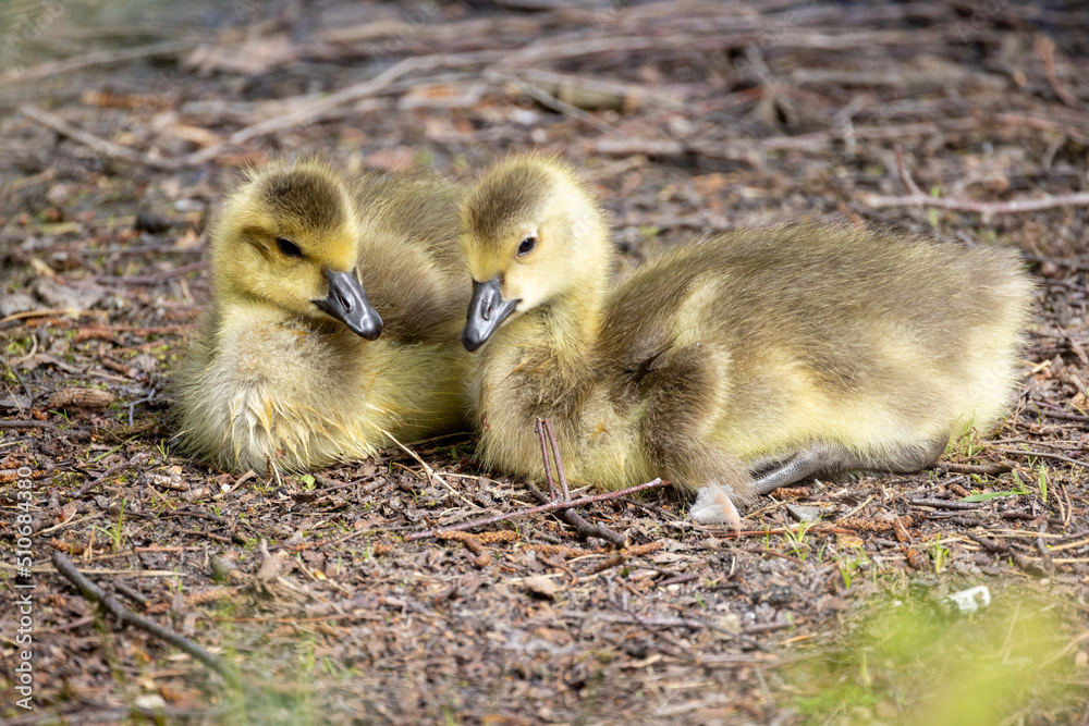 Two Baby Canada Geese, Branta canadensis, or goslings Resting on the ground. High quality photo Two Baby Canada Geese, Branta canadensis, or goslings Resting on the ground. High quality photo