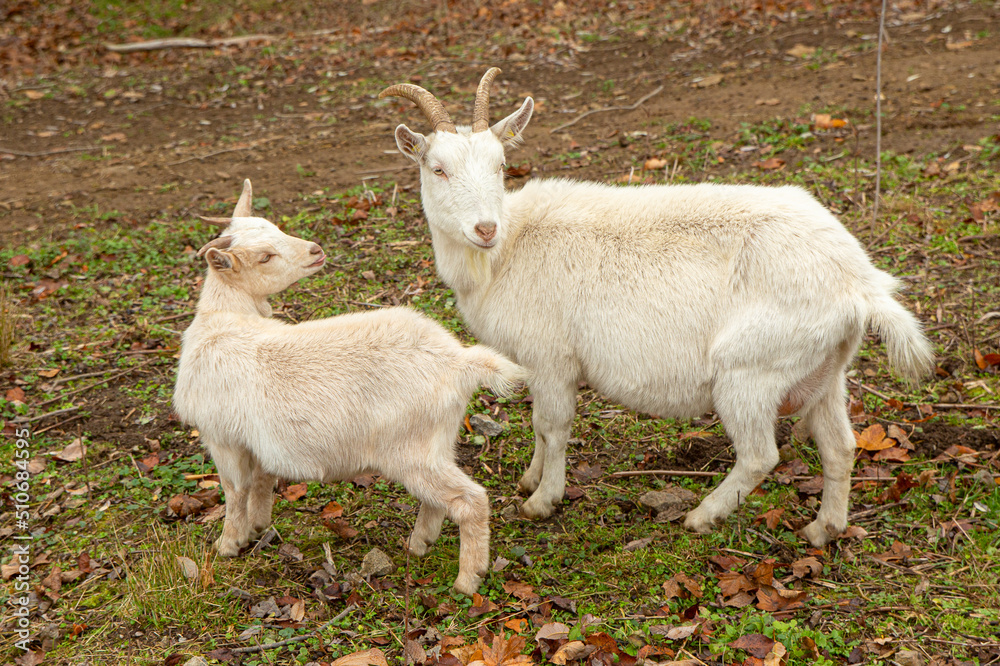 Zwei Ziegen, Mutter und Kind, Zicklein steckt Zunge raus auf Wiese oder Weide in der Natur Zwei Ziegen, Mutter und Kind, Zicklein steckt Zunge raus auf Wiese oder Weide in der Natur
