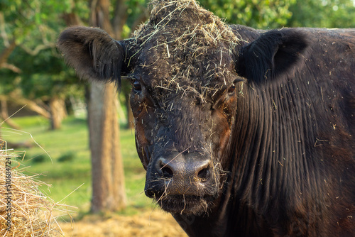 Männliches Rind, Bulle auf Weide im Sommer umgeben von Bäumen mit Heu auf dem Fell, Portrait