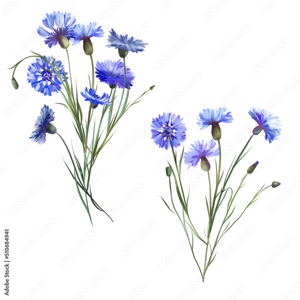 Bouquets of blue cornflowers, isolated illustration on white background