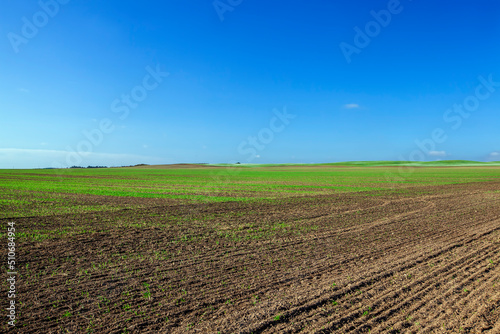agricultural field on which green wheat grows