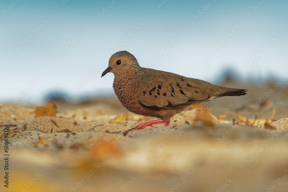 Common Ground-dove - Columbina passerina small bird southern United States, Central America, the Caribbean and northern South America, smallest dove in U.S., ground walking bird Common Ground-dove - Columbina passerina small bird southern United States, Central America, the Caribbean and northern South America, smallest dove in U.S., ground walking bird