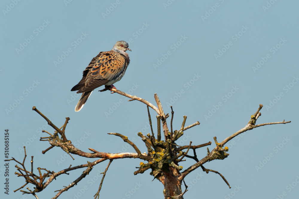 European Turtle-Dove - Streptopelia turtur sitting on the branch, beautiful colours, member of the bird family Columbidae, the doves and pigeons European Turtle-Dove - Streptopelia turtur sitting on the branch, beautiful colours, member of the bird family Columbidae, the doves and pigeons